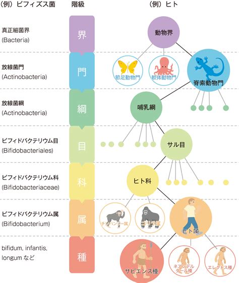 界門綱目科屬種口訣|分類階元